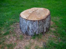 How Our Tree Care Process Works  in  Mangum, OK