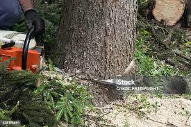 Reliable Mangum, OK Tree Services Solutions