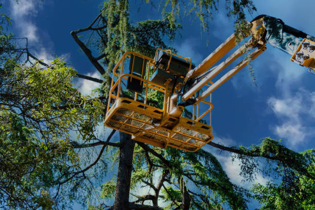 Best Tree and Shrub Care  in Mangum, OK