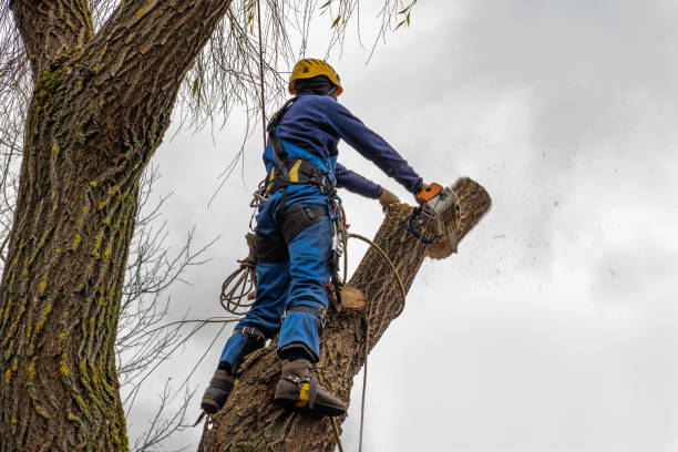 Best Commercial Tree Services  in Mangum, OK