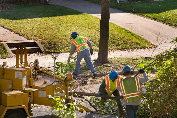 Best Emergency Tree Removal  in Mangum, OK