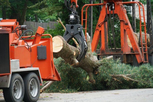 Best Stump Grinding and Removal  in Mangum, OK